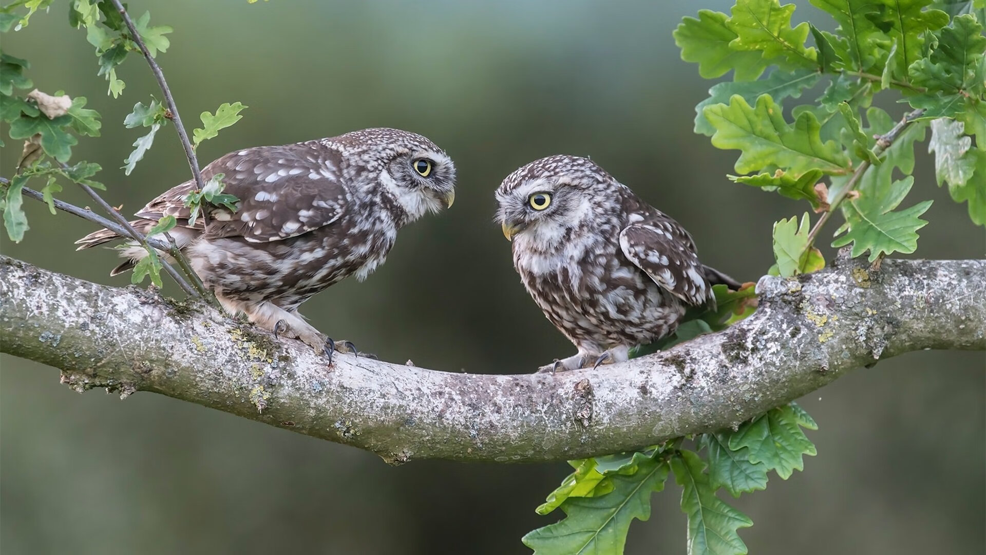 九游电脑版-_体育迷超级粉丝节：互动体验让你嗨翻天_，体育宠粉季